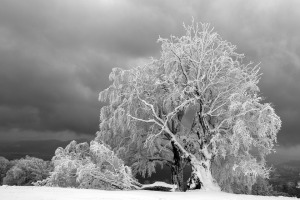 winter frost tree down